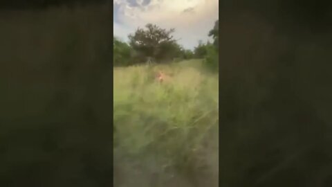 another bust the dust 🦁🦁🦁🦁🦌🦌🦌🦌#FUNNY ANIMALS#FUNNY #ADORABLY ANIMALS,#SHORTS