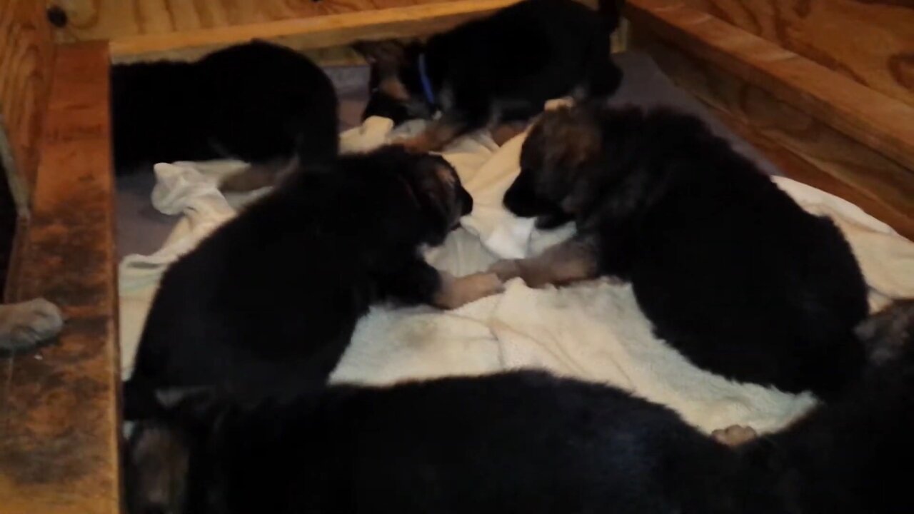 German Shepherd Puppies Play TUG OF WAR