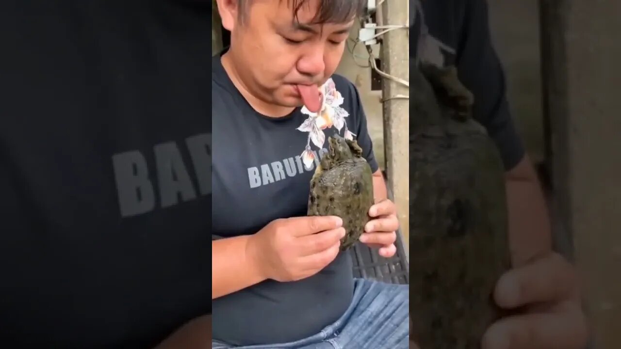 tartaruga mordeu a língua 😱😱😱