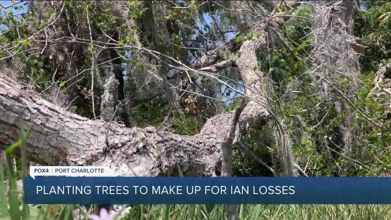 Replanting After Ian: How to get a free tree for National Arbor Day in Charlotte County