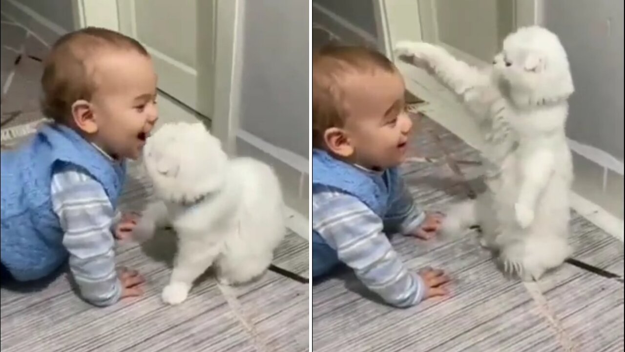 A baby is playing with a cute little cat.