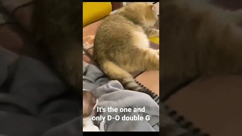 It's the one and only D-O double G #shorts