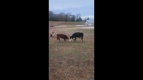 Momma cow and heifer calf.