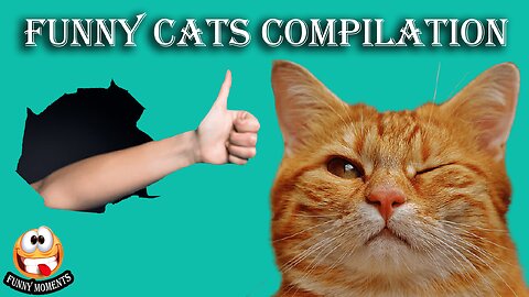 Funny Cats 2023 l Cats Videos Compilation of The Week