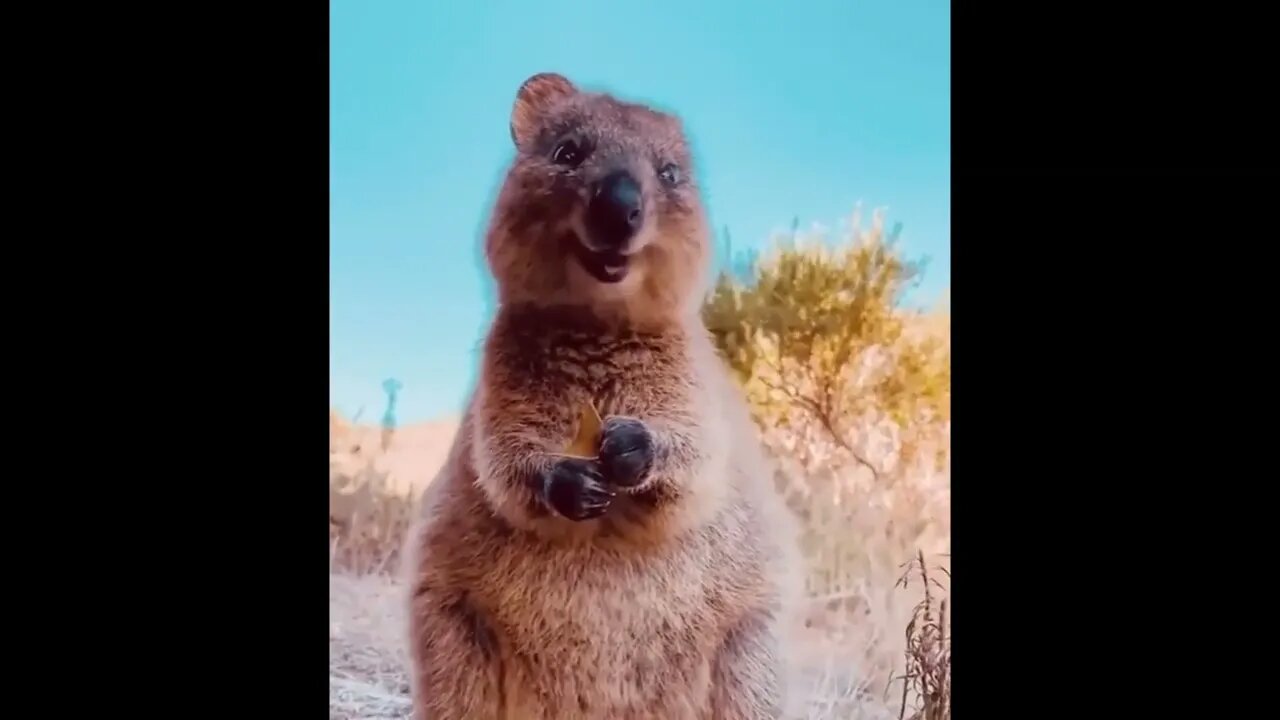 Quokka
