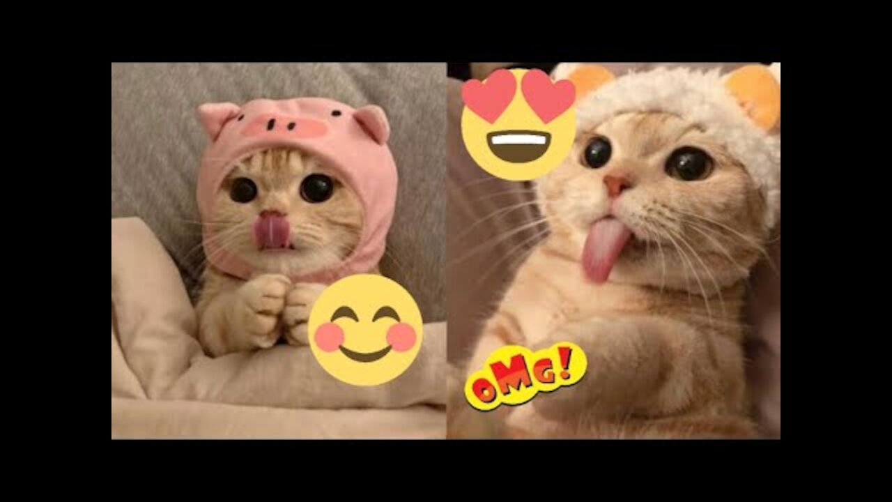 Cute cats - Funny cats - Baby cats