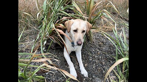 Waterfowl Opener