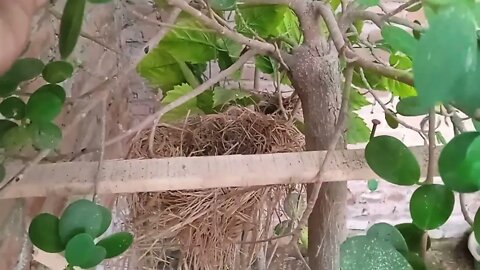 Beternak Burung Whambi di indonesia