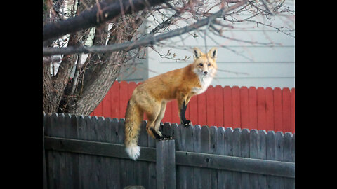 Red Foxes