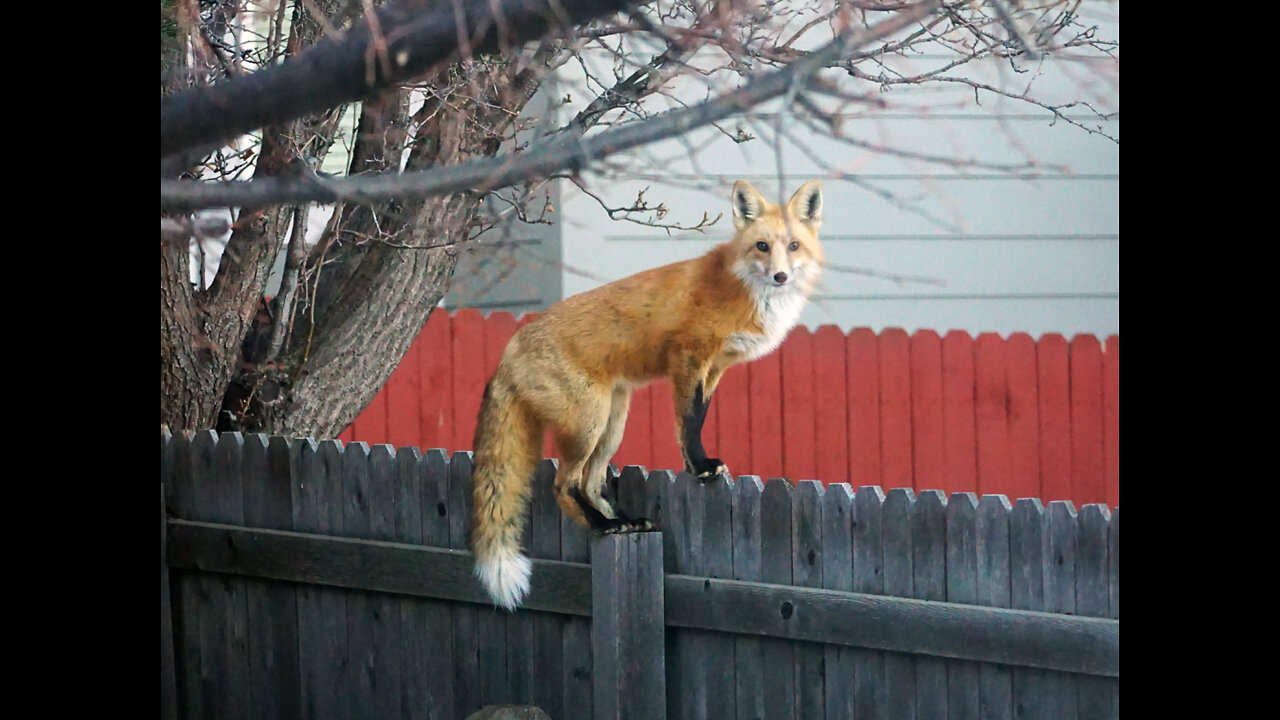 Red Foxes