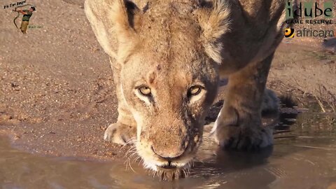 LIONS: Following The Pride 51: Pausing A Patrol For A Drink