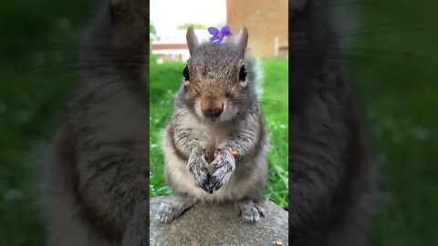お花が似合うリス＃A squirrel that looks good on flowers #shorts