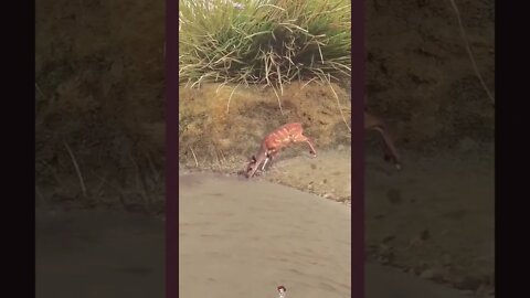 😱Esse é ninja😱 #shorts