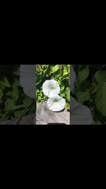 Vine flowers on bloom