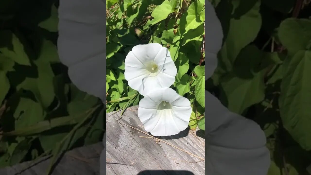 Vine flowers on bloom