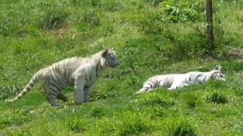 Play time for a cute tiger couple