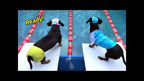 The Wienerlympics! - Cute & Funny Wiener Dog Video!