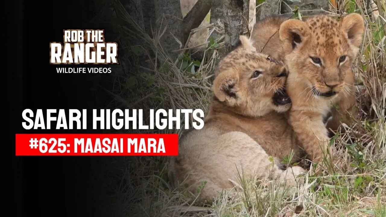 Safari Highlights #625: 1st September 2021 | Maasai Mara/Zebra Plains | Latest Wildlife Sightings