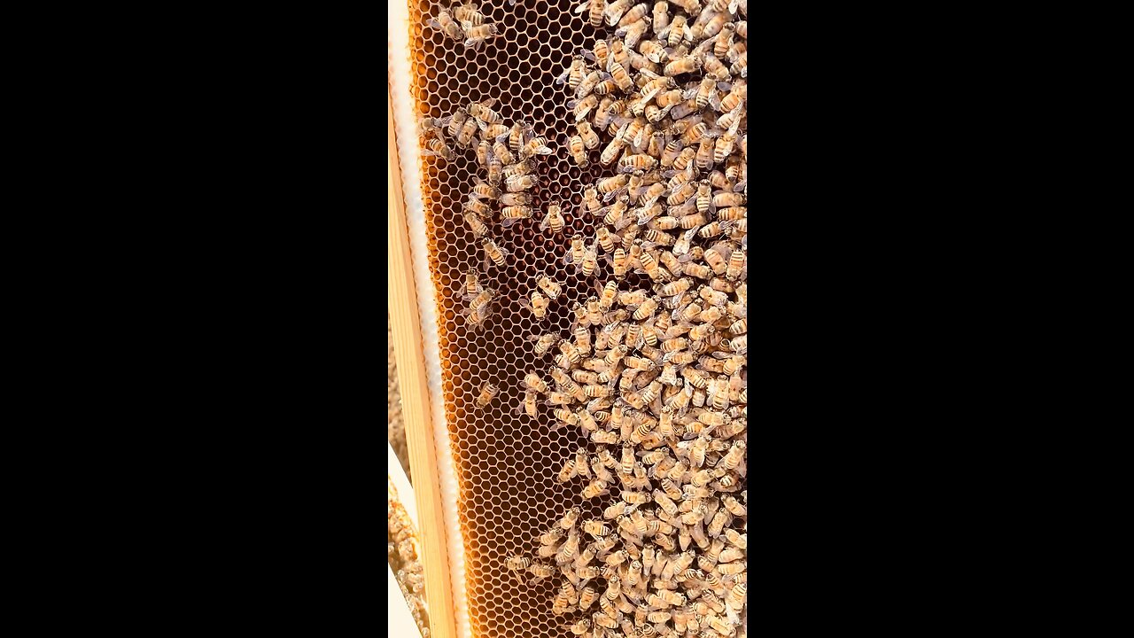 winter check on hive #4