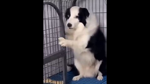 Funny Dog Compilation 🤣😍🥺