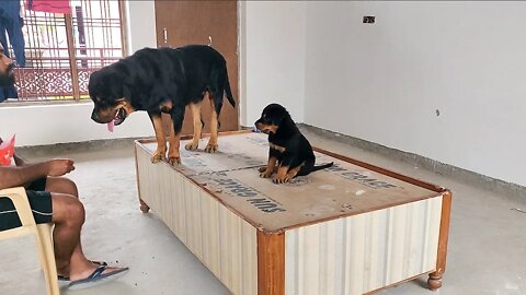 Dad and son : after play cookies time || Nut & Bolt