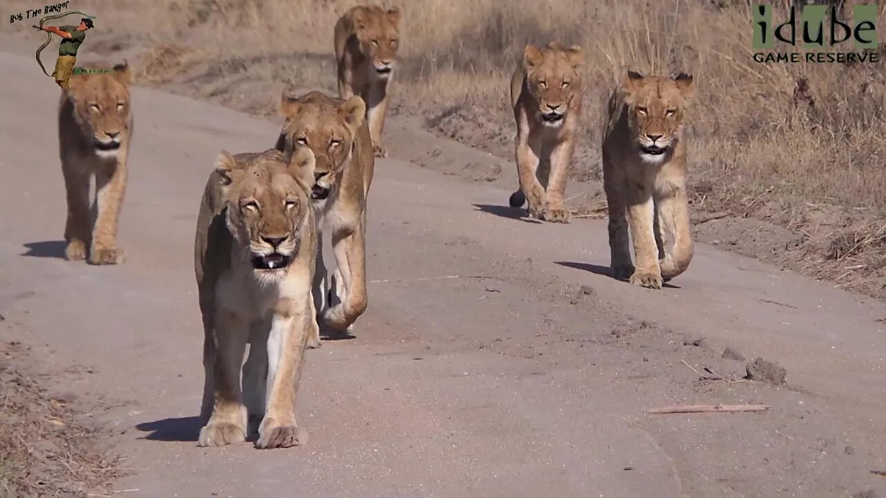 LIONS: Following The Pride 55: All Together Again