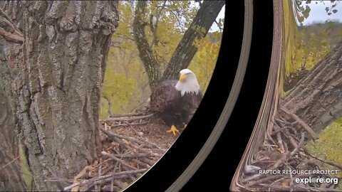 Decorah Mom enjoys a fish on the nest. DM2 arrives to see if Mom will share. 10-23-19