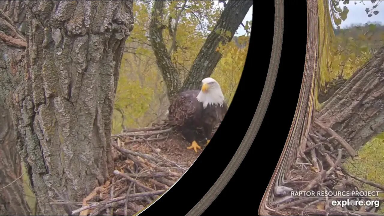 Decorah Mom enjoys a fish on the nest. DM2 arrives to see if Mom will share. 10-23-19