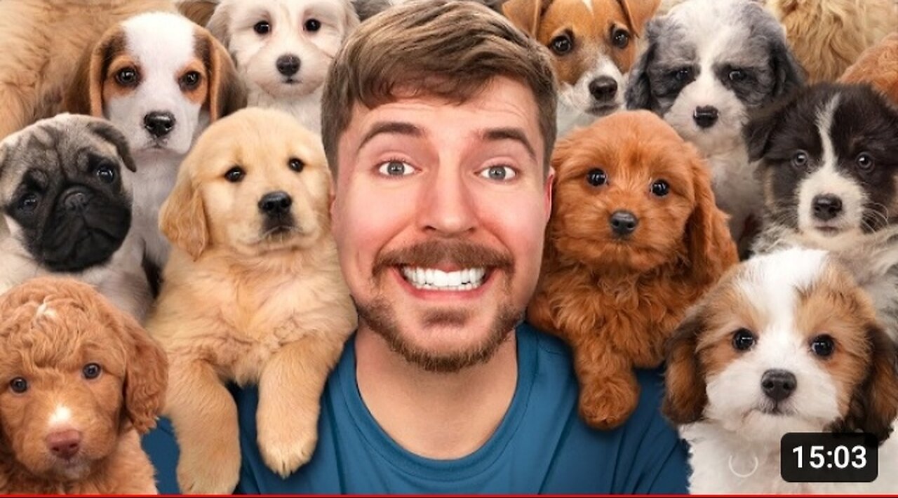 @MRBEAST RESCUED 100 ABANDONED DOGS