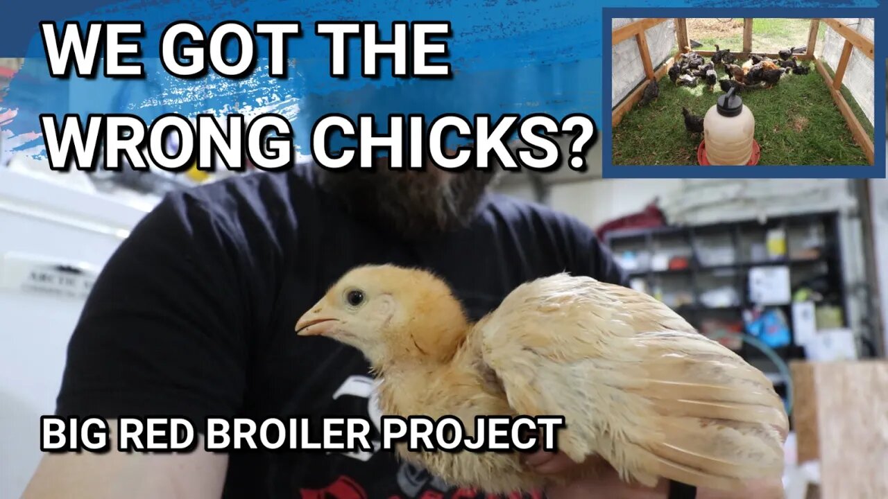 When The Hatchery Sends You The Wrong Chick | Update On The Big Red Broiler Project