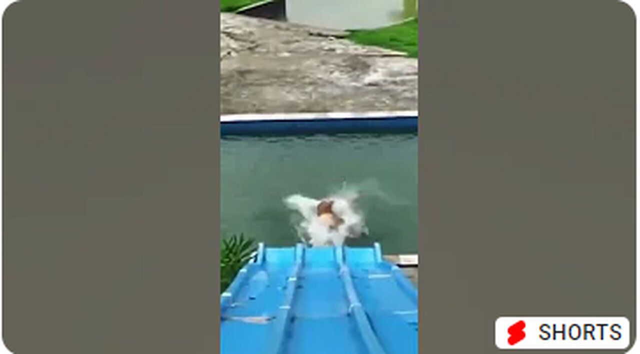 Cute Dog Funny Videos Animals cute dog #shorts