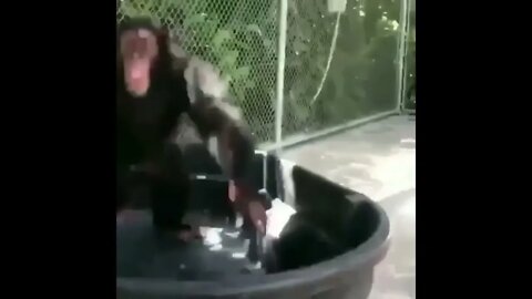 Chimp Play Time