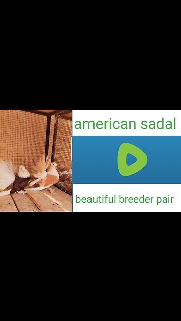 American sadal breeder pair
