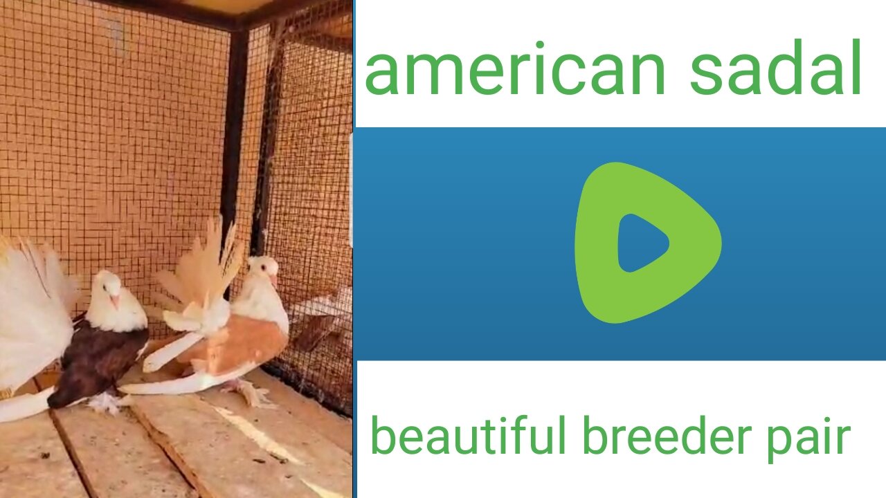 American sadal breeder pair