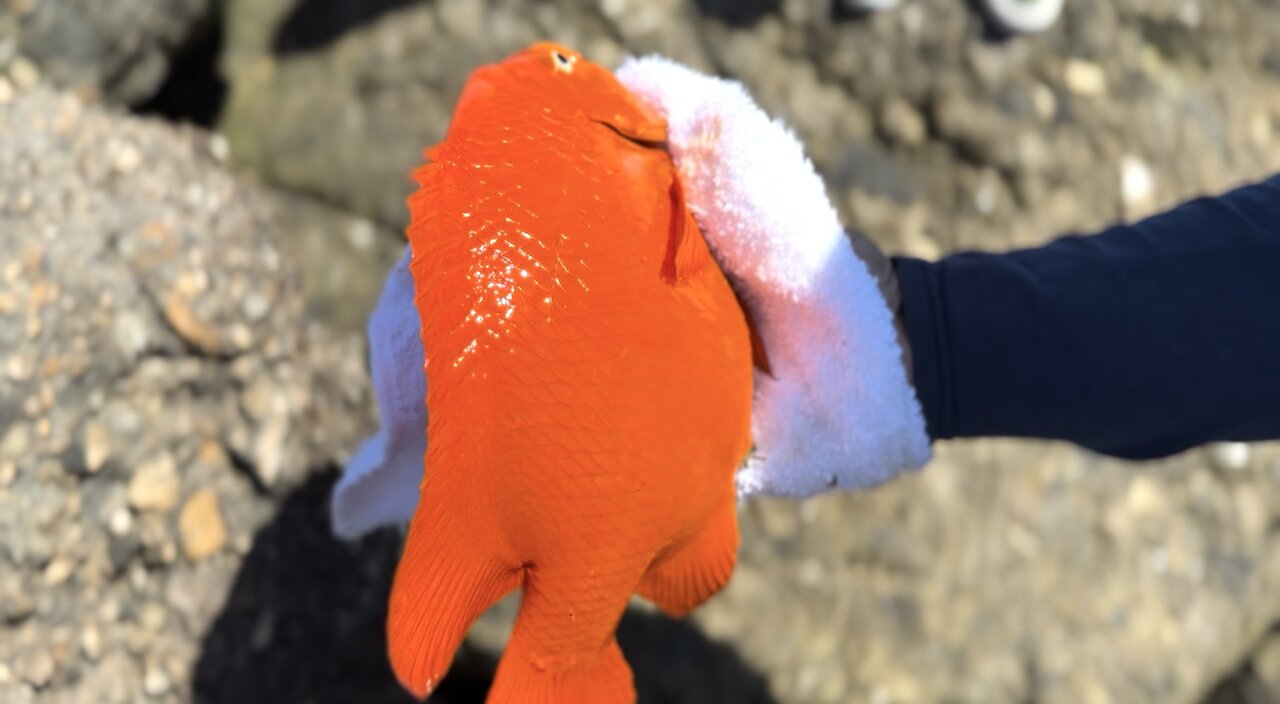 FISHING AT OCEANSIDE HARBOR (CATCH AND RELEASE)