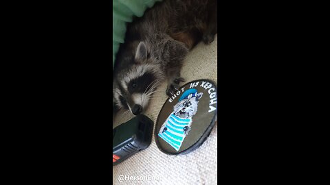 🦝 Напечали сегодня вот такие классные стикерпаки и наклейки на машины