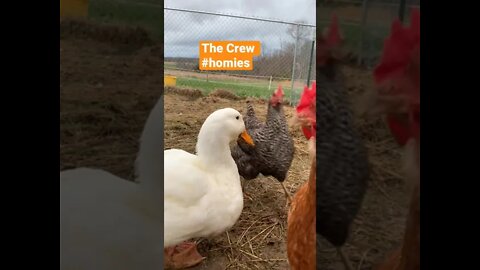 #animals #duck #friends #homies