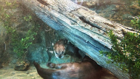 Playful Sea Otters excite young girl at the aquarium