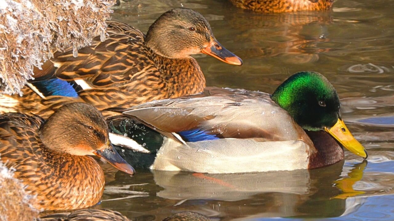 More Close-ups of the Ice Coast Arctic Mallard Ducks