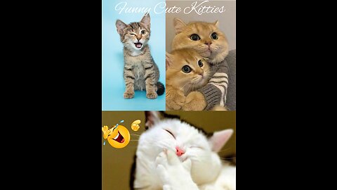 Funny Cute little Cats