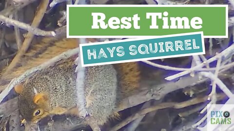 Hays Eagles nest Squirrel chillin 2022 01 03 15:26