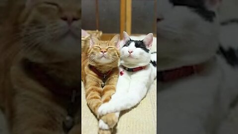 Adorable Cute Cat's Hilarious Smile Caught on Camera! 😸 #Shorts #CuteCats #FunnySmile