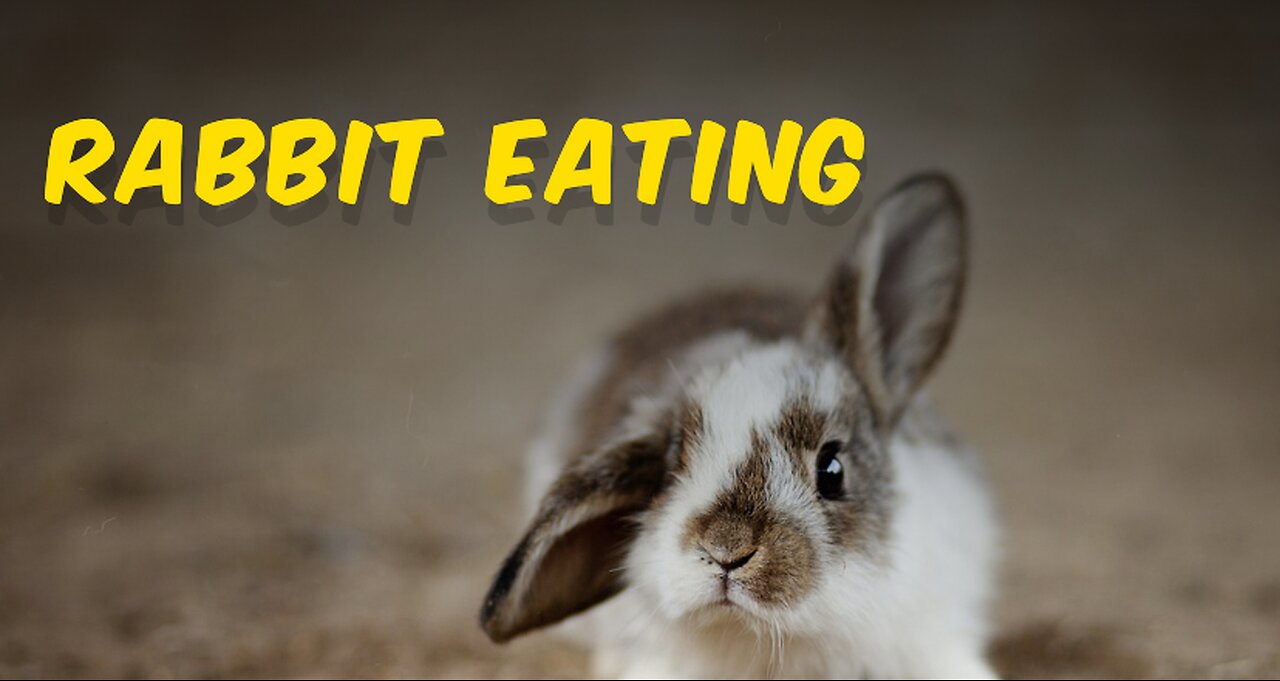 rabbit carrying video|| Lovely video