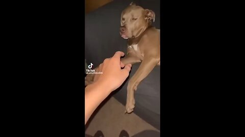 Dog and human enjoy