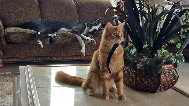 Great Dane watches crazy kitten attack orchid plant