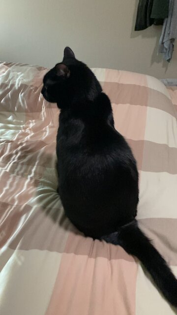 Sad cat wants scratches