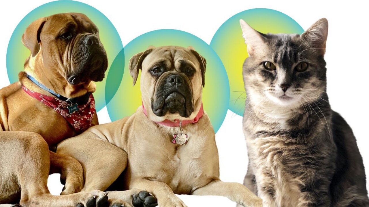 A faithful friend is the medicine of life ❤️❤️Pets Class Part 104