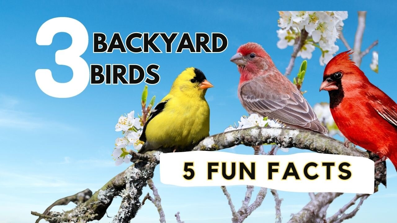 15 Fascinating Facts About 3 Common Backyard Birds