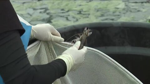 Pine Island shrimp farm after Hurricane Ian