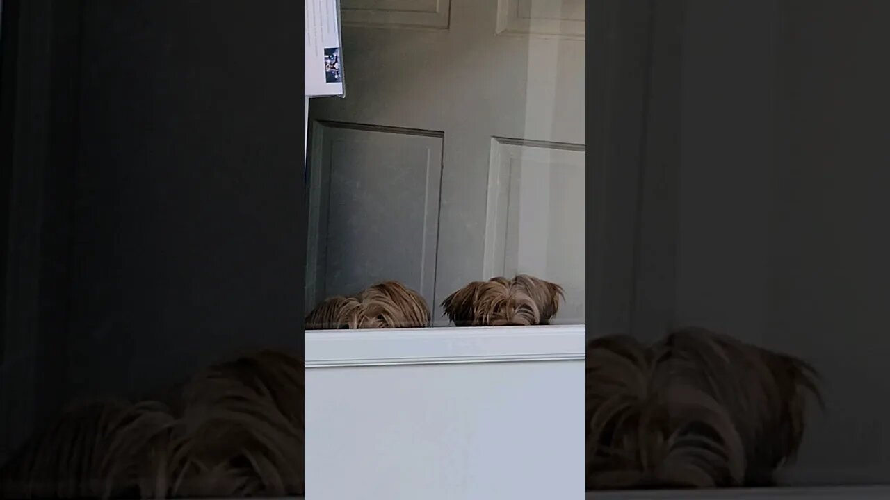 Stealth Yorkies #yorkie